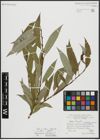Foto von Salix alba L. x Salix fragilis L.